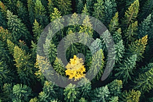 Aerial view of a yellow tree standing out in a forest of green trees