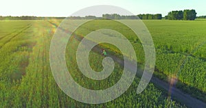Aerial view on young boy, that rides a bicycle thru a wheat grass field on the old rural road. Sunlight and beams.