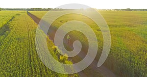 Aerial view on young boy, that rides a bicycle thru a wheat grass field on the old rural road. Sunlight and beams.