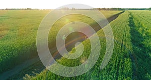 Aerial view on young boy, that rides a bicycle thru a wheat grass field on the old rural road. Sunlight and beams.