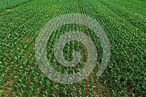 Aerial view of young green corn crops seedling in cultivated field, endless rows of cereal plants in diminishing perspective from