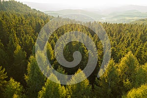 Aerial view of young trees tops in pine or spruce forest at sunlight in the mountains