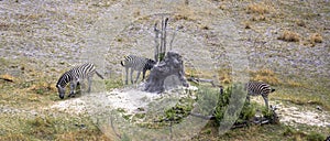 An aerial view of a zebras in the Okavango Delta, Botswana, Africa