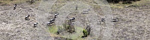 An aerial view of zebras and wildebeests in the Okavango Delta, Botswana, Africa