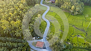 Aerial view of  zigzag road through rice fields