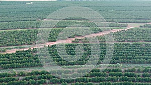Aerial viewof green coffee field