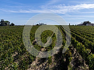 Aerial views of green vineyards, old houses and streets of medieval town St. Emilion, production of red Bordeaux wine on cru class