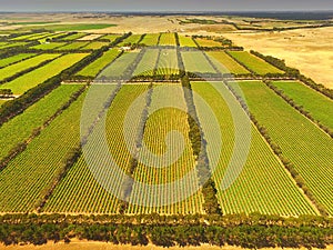 Aerial of vineyard in Coonawarra region
