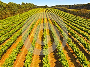 Aerial of vineyard in Coonawarra region