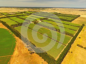 Aerial of vineyard in Coonawarra region