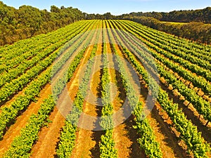 Aerial of vineyard in Coonawarra region photo