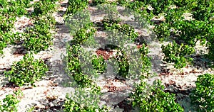 Aerial Vineyard, Limassol, Cyprus