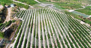 Aerial Vineyard, Limassol, Cyprus