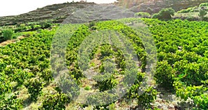 Aerial Vineyard, Limassol, Cyprus