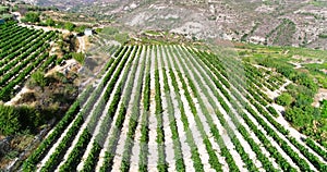 Aerial Vineyard, Limassol, Cyprus