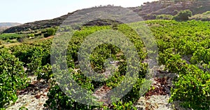 Aerial Vineyard, Limassol, Cyprus