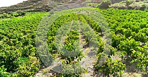 Aerial Vineyard, Limassol, Cyprus