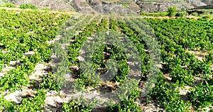 Aerial Vineyard, Limassol, Cyprus