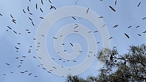 Aerial waltz of storks: graceful gliding above, captivating migration display in crisp sky