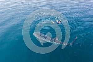 Aerial of Whale Shark and Snorkelers