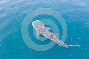 Aerial of Whale Shark Swimming at Surface