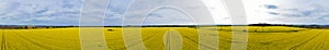 Aerial wide panoramic view on yellow field of blooming rapeseed with trees, sky, soil spot in the middle and tractor tracks