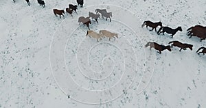 Aerial wild mustang horse herd winter snow meadow fast. Winter range. Poor food. Wild feral horses.