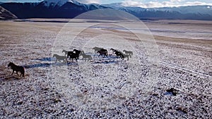 Aerial wild Mustang horse herd winter snow meadow fast. Winter range. Poor food. Wild feral horses. The herd gallops