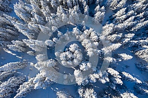 Aerial winter landscape of snow covered frosty trees in the forest on a sunny day