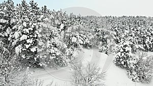 Aerial winter view of a hilly area covered with forest. A sunny cold day in the mountains