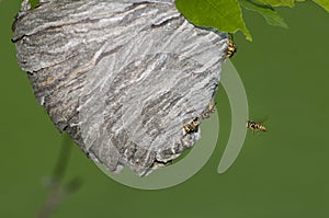 Aerial Yellowjackets building a new nest