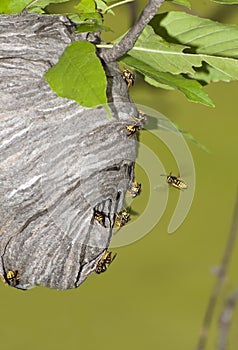 Aerial Yellowjackets building a new nest