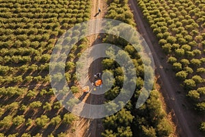 Aerialdrone shot of mile-wide orange and lemon. Lush green trees are heavy with bright fruit under the Mediterranean sun. Harvest