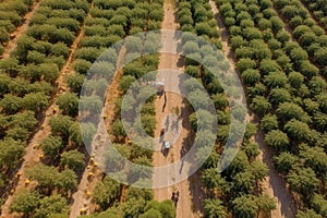 Aerialdrone shot of mile-wide orange and lemon. Lush green trees are heavy with bright fruit under the Mediterranean sun. Harvest