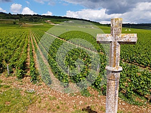 Aerian view on walled green grand cru and premier cru vineyards with rows of pinot noir grapes plants in Cote de nuits, making of