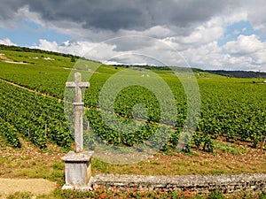 Aerian view on walled green grand cru and premier cru vineyards with rows of pinot noir grapes plants in Cote de nuits, making of