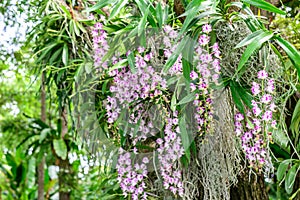 Aerides Korat Koki, hybrid of Aerides houlletiana and Aerides lawrenciae, Orchid flower