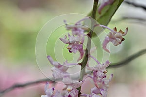 Aerides odorata orchid flowers photo