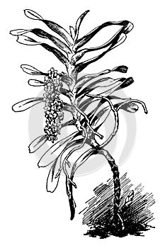 Aerides Odoratum vintage illustration