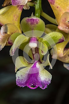 Aerides Orchid Flower