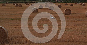 Aerilal Shot Field with Straw Bales Under Sunset Sky UltraHD Inspire x5r