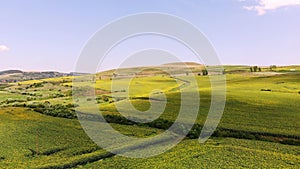 Aero, beautiful summer landscape, green blooming sunflower fields under a blue cloudless sky. Transylvania, Romania.