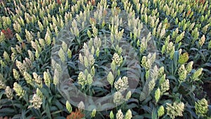 Aero Flight over the sorghum field in sunset