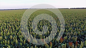 Aero Flight over the sorghum field in sunset