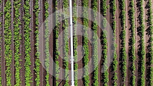 Aero. top view. watering, irrigation system at work, on a potato field. modern technologies in farming. Agriculture