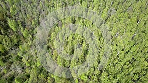 Aero view from drone on the birch wood in the summer sunny day