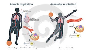 Aerobic and anaerobic respiration in cells