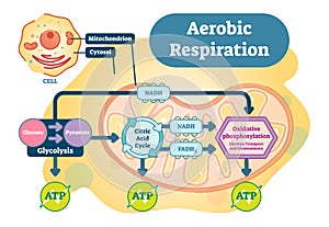 Aerobic Respiration bio anatomical vector illustration diagram