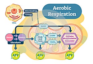 Aerobic Respiration bio anatomical vector illustration diagram photo