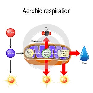 Aerobic respiration. Cellular respiration photo